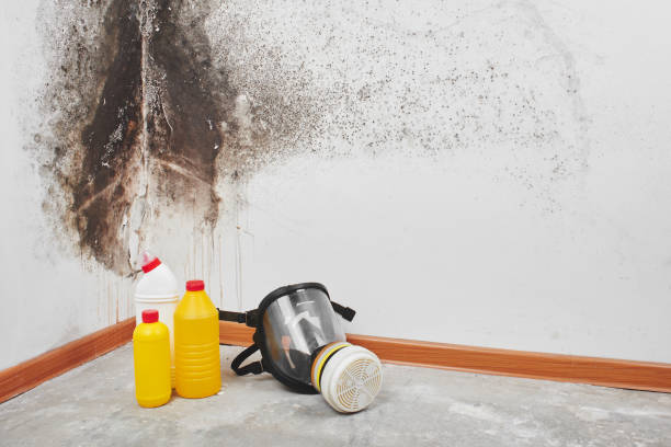 Best Bathroom Mold Remediation in New Johnsonville, TN