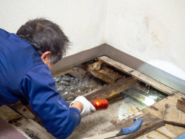Professional Mold Remediation in New Johnsonville, TN