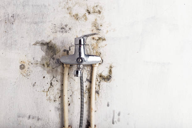 Best DIY Mold Remediation Support Services in New Johnsonville, TN