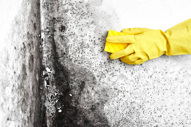 Best Post-Flood Mold Remediation in New Johnsonville, TN