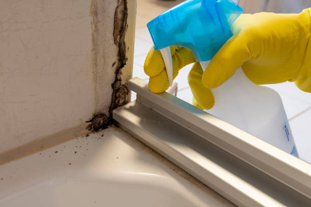 Best Black Mold Remediation in New Johnsonville, TN