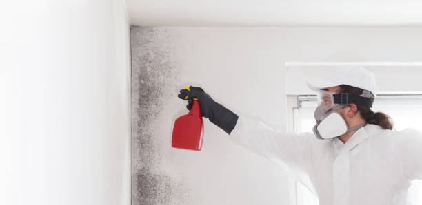 Best Residential Mold Remediation in New Johnsonville, TN