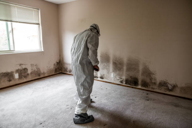 Best HVAC Mold Remediation in New Johnsonville, TN