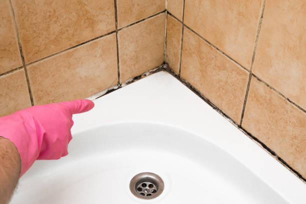 Best Kitchen Mold Remediation in New Johnsonville, TN