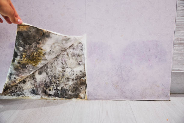 Best Emergency Mold Remediation in New Johnsonville, TN